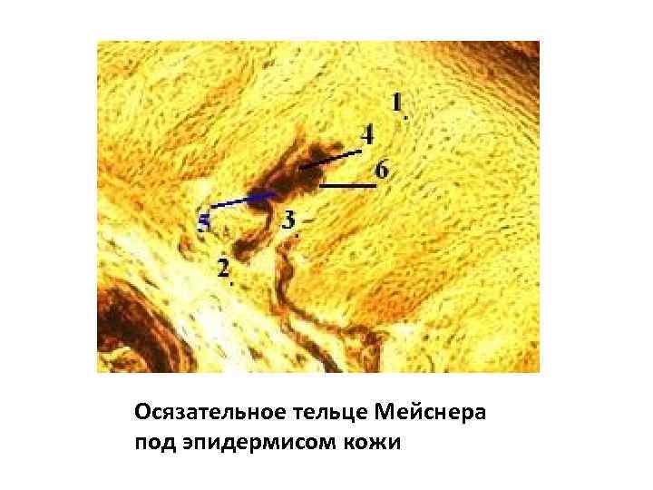 Осязательное тельце Мейснера под эпидермисом кожи 