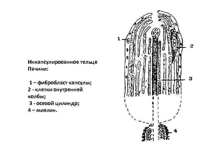 Определите название частей тельца пачини обозначенных на рисунке цифрами 1 и 2