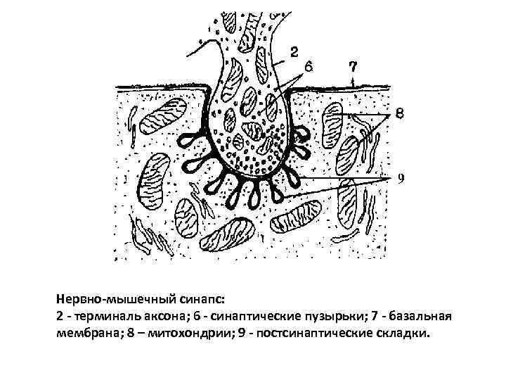 Скелетно мышечный синапс. Схема нервно мышечного синапса гистология. Терминаль аксона. Терминаль аксона синапс. Нервно-мышечный синапс нервная терминаль.