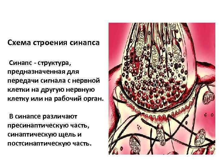 Схема строения синапса Синапс - структура, предназначенная для передачи сигнала с нервной клетки на