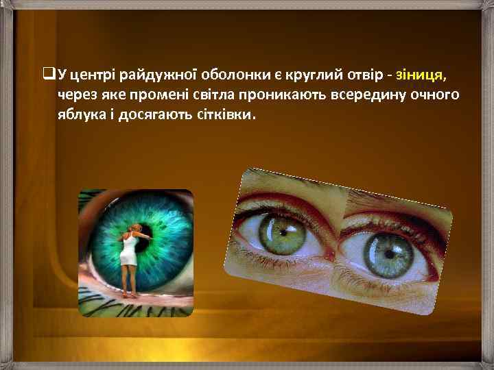 q. У центрі райдужної оболонки є круглий отвір - зіниця, через яке промені світла