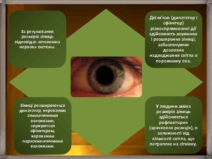 За регулювання розмірів зіниць відповідає автономна нервова система. Зіниці розширюються дилататор, керованим симпатичними волокнами,