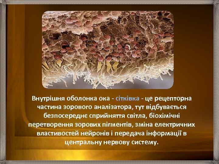 Внутрішня оболонка ока - сітківка - це рецепторна частина зорового аналізатора, тут відбувається безпосереднє