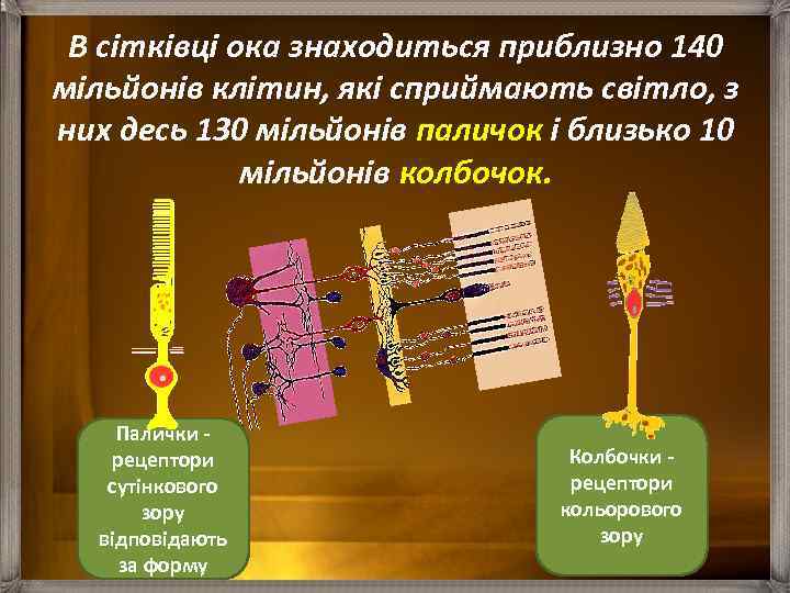 В сітківці ока знаходиться приблизно 140 мільйонів клітин, які сприймають світло, з них десь