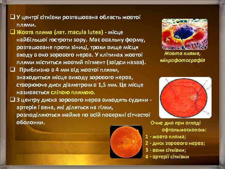 q У центрі сітківки розташована область жовтої плями. q Жовта пляма (лат. macula lutea)