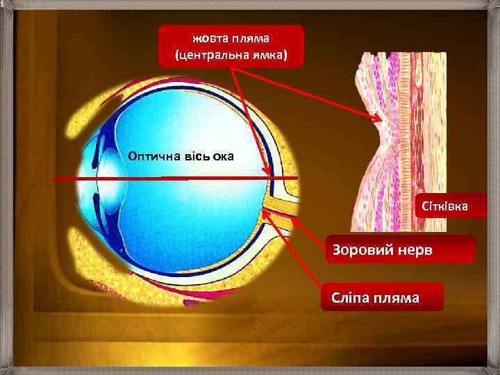 жовта пляма (центральна ямка) Оптична вісь ока Сітківка Зоровий нерв Сліпа пляма 