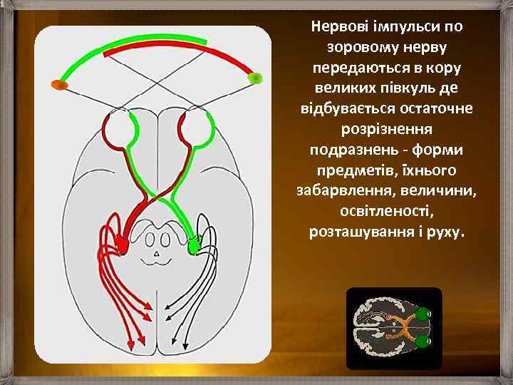 Нервові імпульси по зоровому нерву передаються в кору великих півкуль де відбувається остаточне розрізнення
