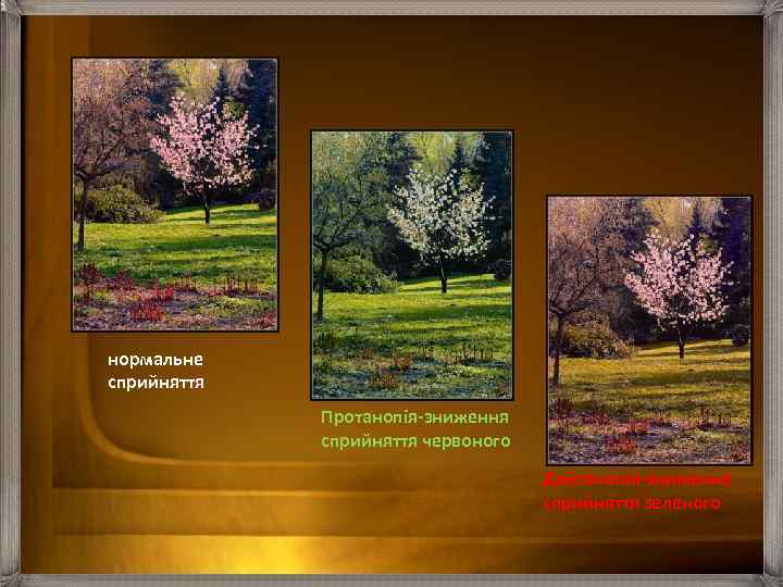 нормальне сприйняття Протанопія-зниження сприйняття червоного Дейтанопія-зниженне сприйняття зеленого 
