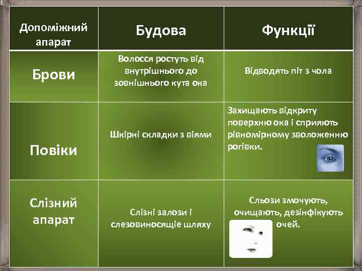 Допоміжний апарат Будова Функції Брови Волосся ростуть від внутрішнього до зовнішнього кута ока Відводять
