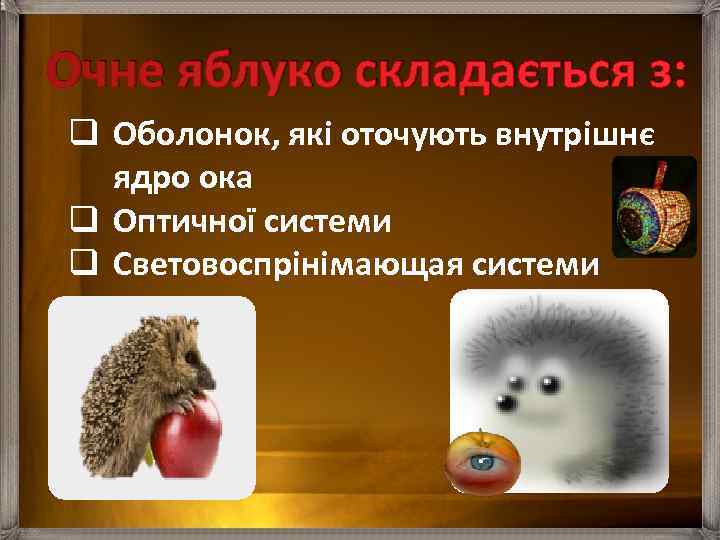 Очне яблуко складається з: q Оболонок, які оточують внутрішнє ядро ока q Оптичної системи