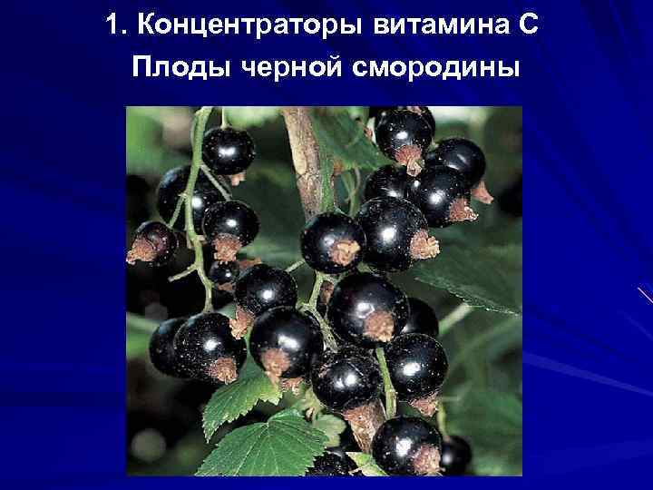 1. Концентраторы витамина С Плоды черной смородины 