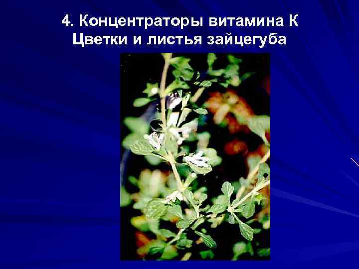 4. Концентраторы витамина К Цветки и листья зайцегуба 