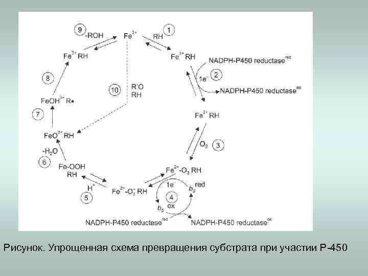 Рисунок. Упрощенная схема превращения субстрата при участии Р-450 