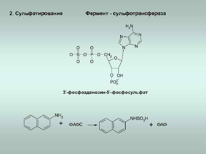 2. Сульфатирование Фермент - сульфотрансфераза 3‘-фосфоаденозин-5‘-фосфосульфат ФАФС ФАФ 