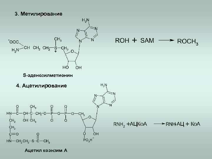 3. Метилирование S-аденозилметионин 4. Ацетилирование АЦКо. А Ацетил коэнзим А -АЦ Ко. А 