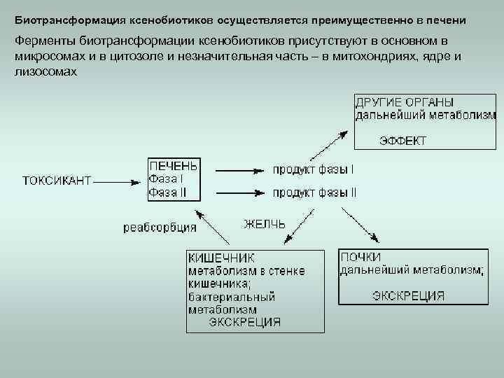 Биотрансформация ксенобиотиков осуществляется преимущественно в печени Ферменты биотрансформации ксенобиотиков присутствуют в основном в микросомах