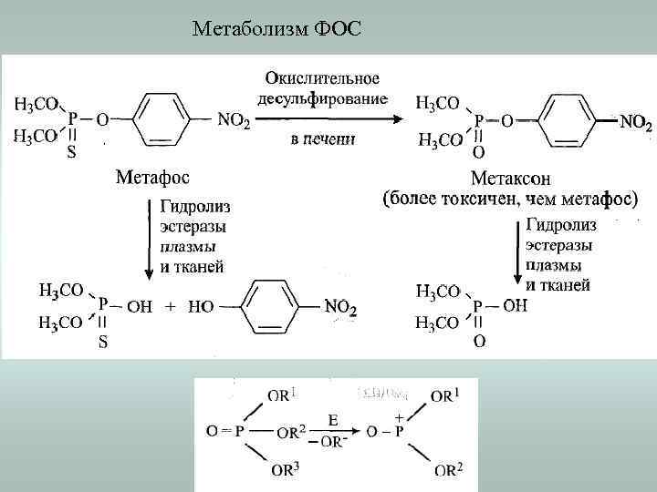Метаболизм ФОС 