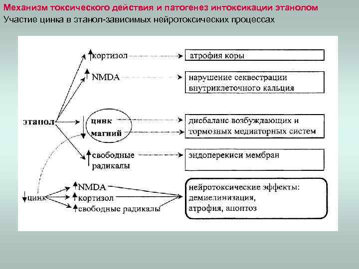 Механизм токсического действия и патогенез интоксикации этанолом Участие цинка в этанол-зависимых нейротоксических процессах 