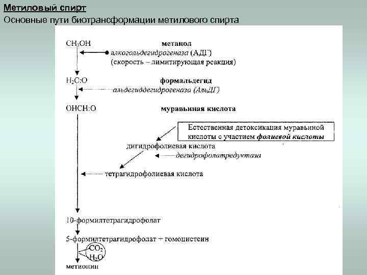 Метиловый спирт Основные пути биотрансформации метилового спирта 