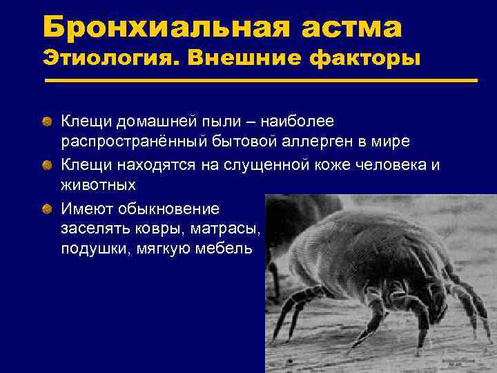 Бронхиальная астма Этиология. Внешние факторы Клещи домашней пыли – наиболее распространённый бытовой аллерген в