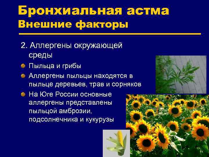 Бронхиальная астма Внешние факторы 2. Аллергены окружающей среды Пыльца и грибы Аллергены пыльцы находятся