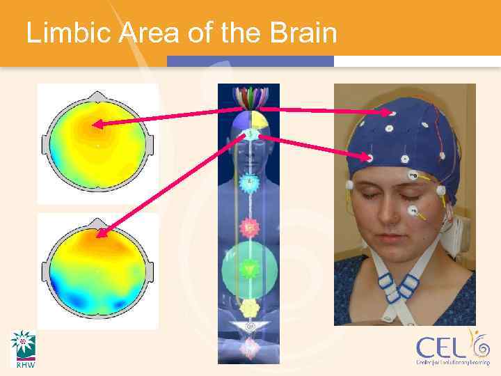 Limbic Area of the Brain 