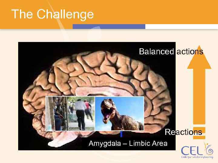 The Challenge Balanced actions Reactions Amygdala – Limbic Area 