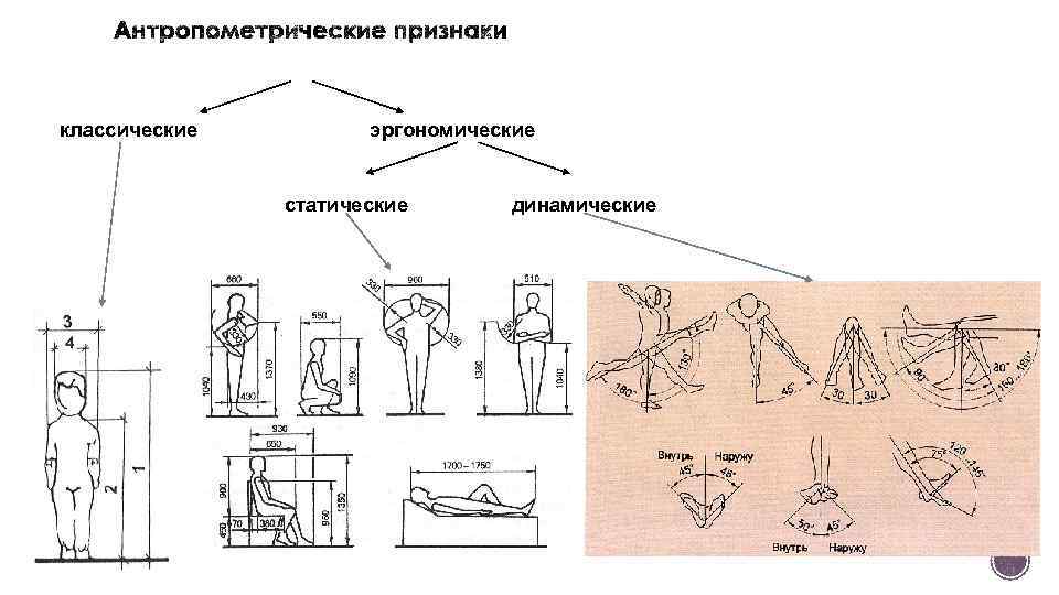 Эргономическая схема человека - 87 фото