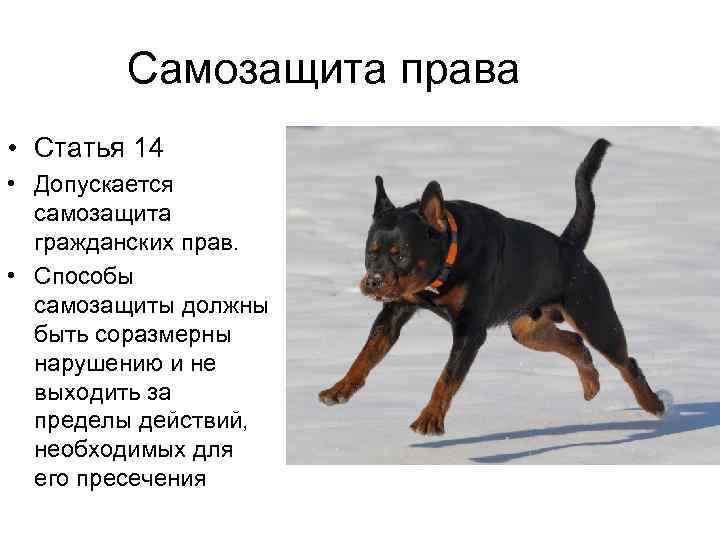 Самозащита права • Статья 14 • Допускается самозащита гражданских прав. • Способы самозащиты должны