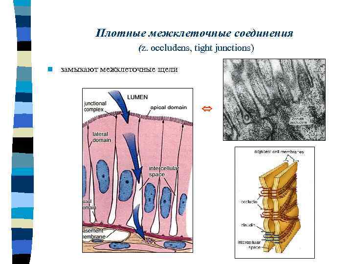 Плотное соединение. Схемы межклеточных соединений плотный контакт. Плотное соединение гистология. Плотное межклеточное соединение. Межклеточные контакты схема.