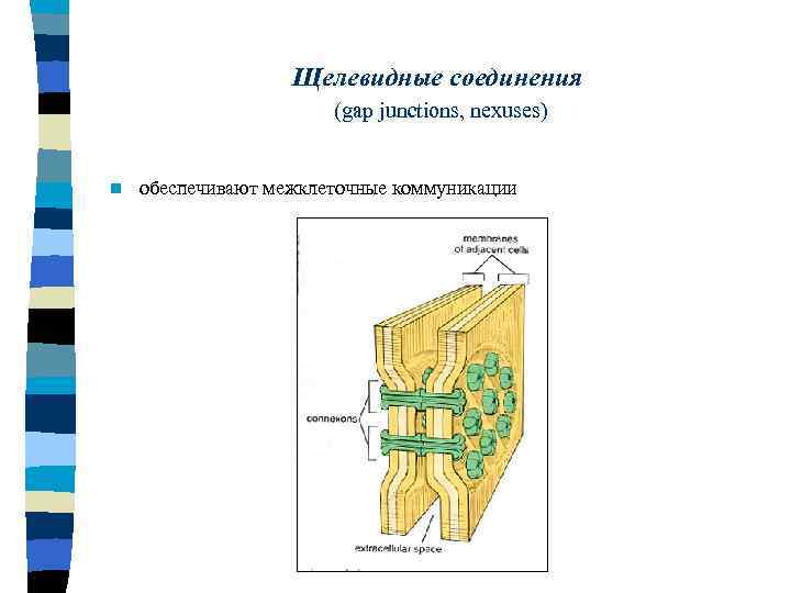 Щелевидные соединения (gap junctions, nexuses) n обеспечивают межклеточные коммуникации 