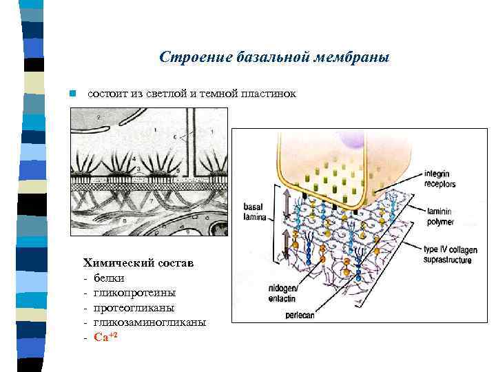 Строение базальной мембраны n состоит из светлой и темной пластинок Химический состав - белки
