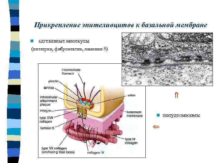 Базальная мембрана функции. Полудесмосомы базальной мембраны. Базальная мембрана интегрины. Базальная мембрана эпителиоцитов. Полудесмосома базальная мембрана.