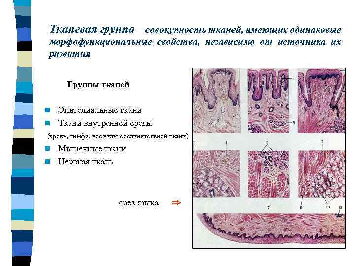 Характеристика эпителиальной ткани. Группа эпителиальной ткани. Источники развития эпителиальных тканей. Основные морфофункциональные группы тканей:. Группа тканей эпителиальная вид ткани.