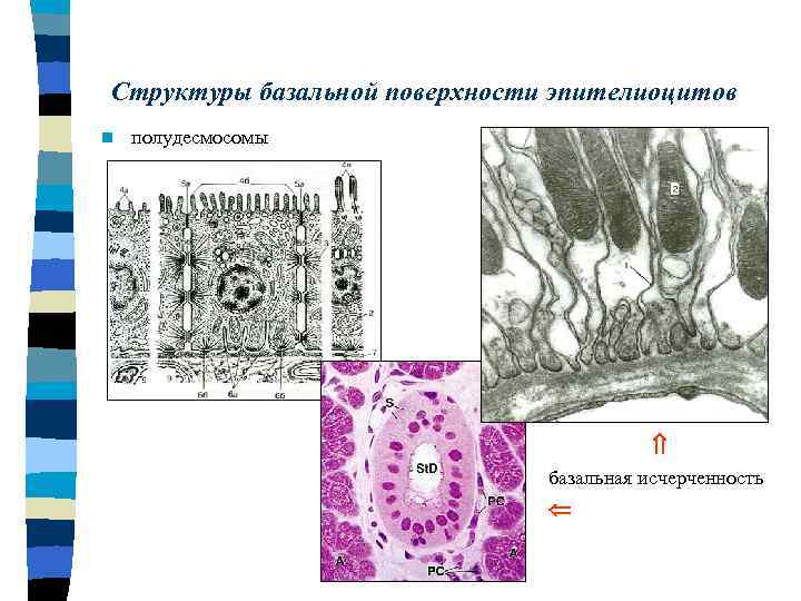 Структуры базальной поверхности эпителиоцитов n полудесмосомы базальная исчерченность 