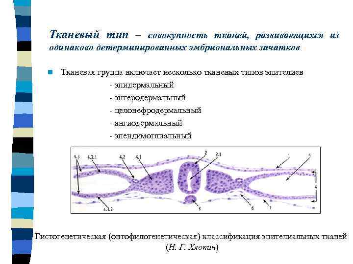 Тканевый тип – совокупность тканей, развивающихся из одинаково детерминированных эмбриональных зачатков n Тканевая группа