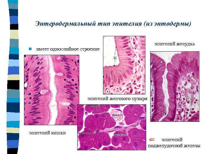 Энтеродермальный тип эпителия (из энтодермы) n имеет однослойное строение эпителий желудка эпителий желчного пузыря
