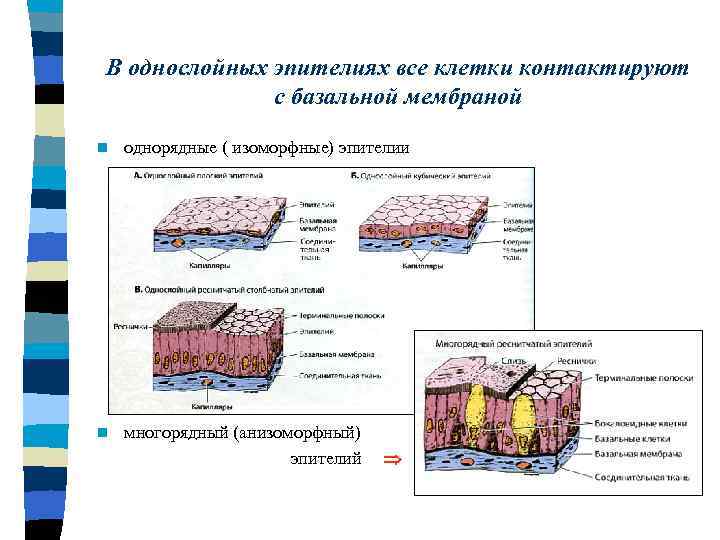 В однослойных эпителиях все клетки контактируют с базальной мембраной n однорядные ( изоморфные) эпителии