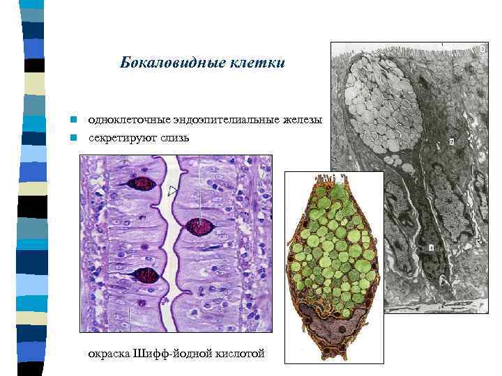 Бокаловидные клетки одноклеточные эндоэпителиальные железы n секретируют слизь n окраска Шифф-йодной кислотой 