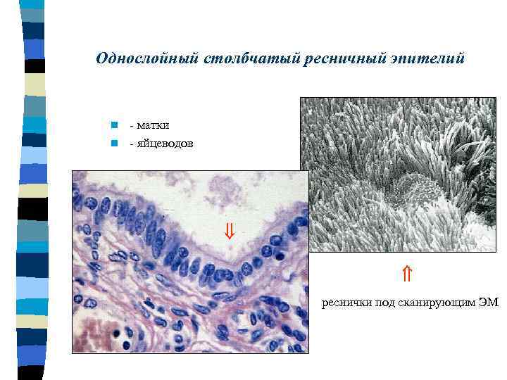 Однослойный столбчатый ресничный эпителий - матки n - яйцеводов n реснички под сканирующим ЭМ