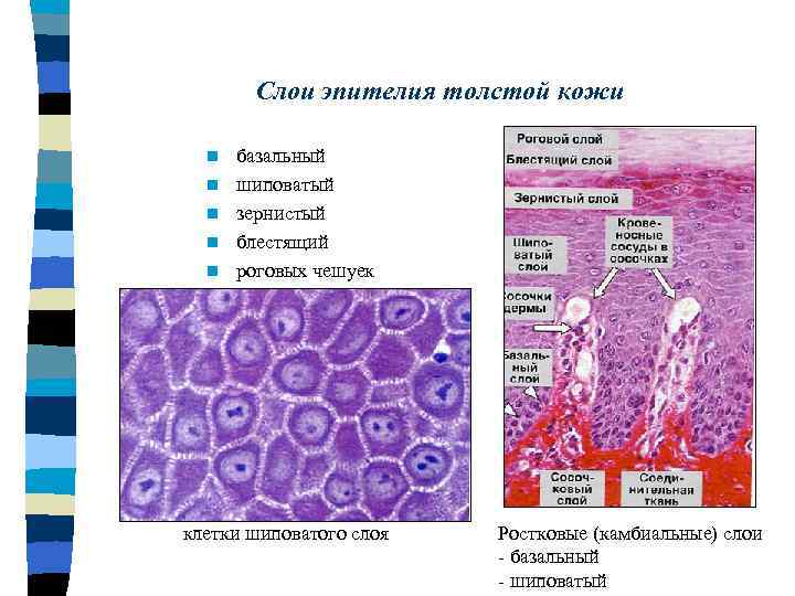 Слои эпителия толстой кожи n n n базальный шиповатый зернистый блестящий роговых чешуек клетки