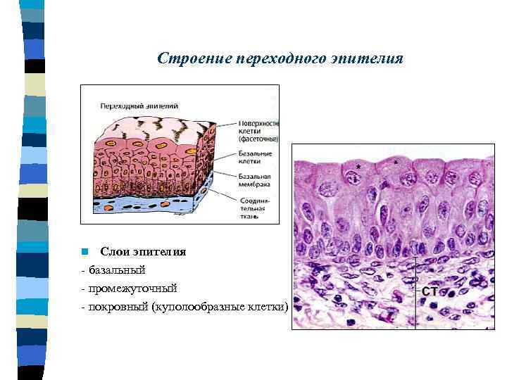 Строение переходного эпителия Слои эпителия - базальный - промежуточный - покровный (куполообразные клетки) n