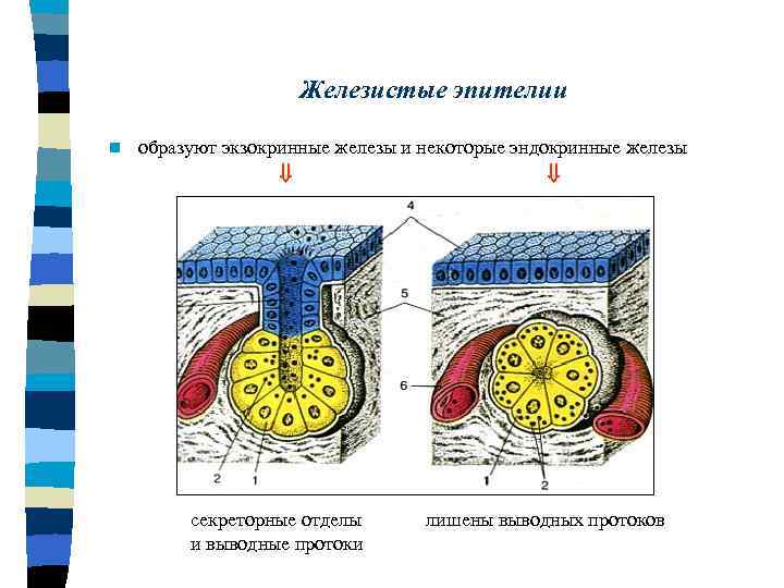 Выводные протоки экзокринных желез