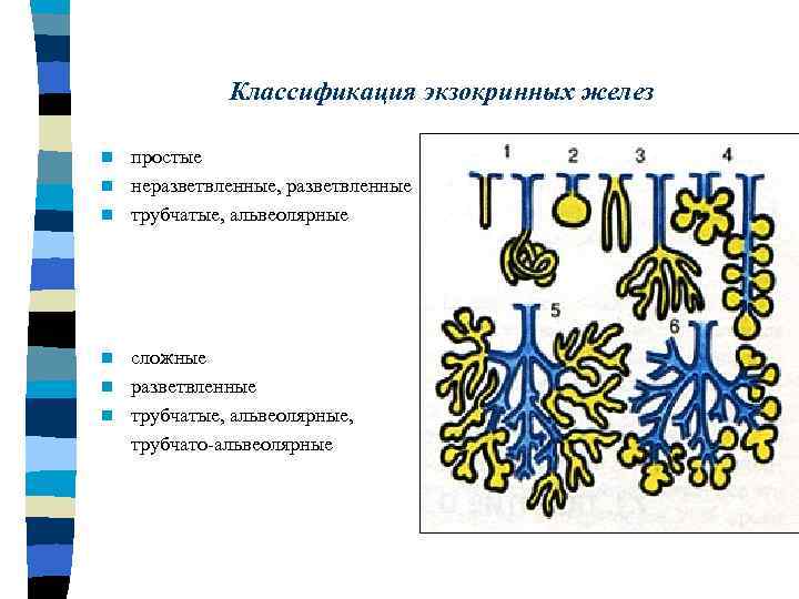 Классификация экзокринных желез простые n неразветвленные, разветвленные n трубчатые, альвеолярные n сложные n разветвленные