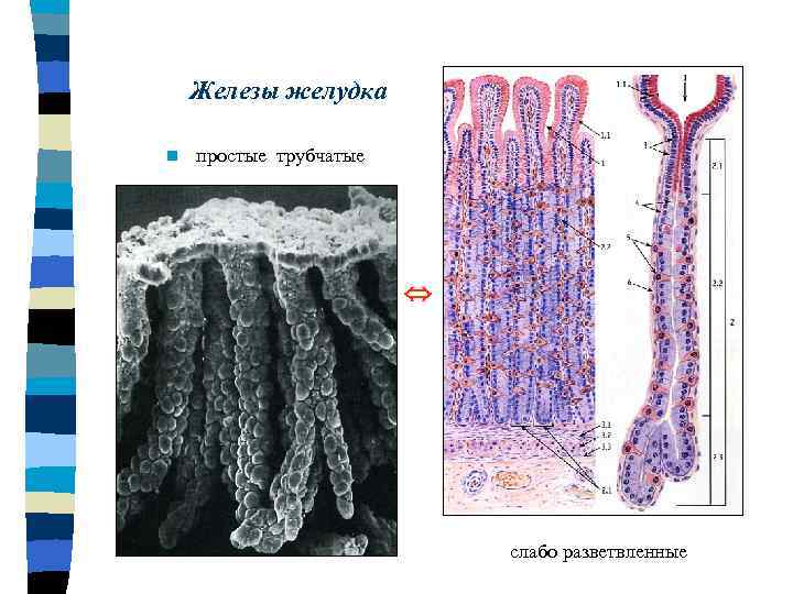 Железы желудка. Простые трубчатые железы дна желудка. Трубчатые фундальные железы. Простые трубчатые железы препарат. Пилорическая железа желудка простая трубчатая разветвленная железа.