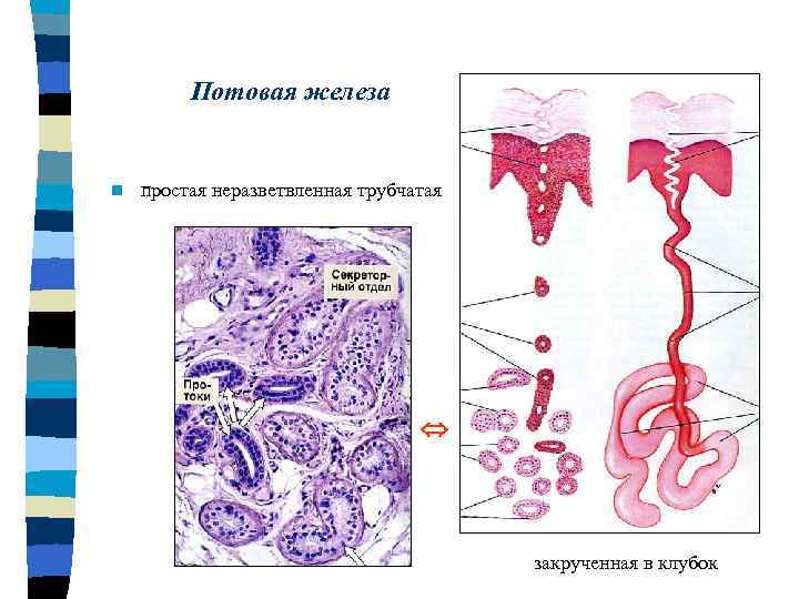 Потовая железа рисунок гистология