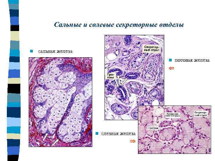 Сальные и солевые секреторные отделы n сальная железа n n слезная железа потовая железа