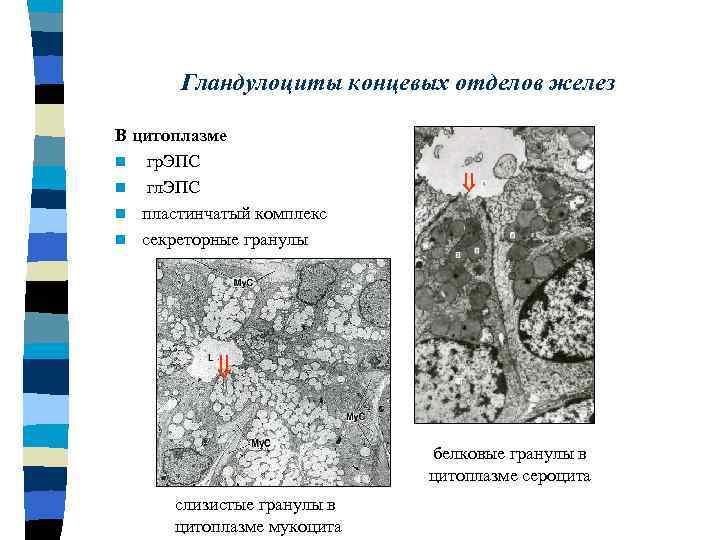 Гландулоциты концевых отделов желез В цитоплазме n гр. ЭПС n гл. ЭПС n пластинчатый