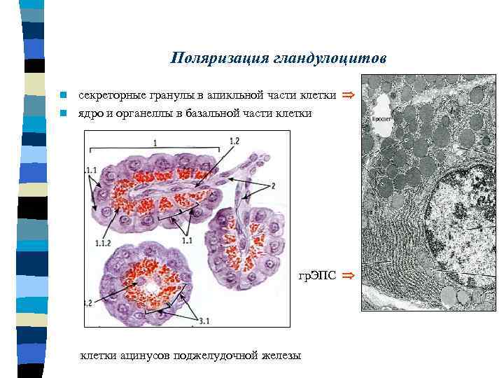 Поляризация гландулоцитов секреторные гранулы в апикльной части клетки n ядро и органеллы в базальной