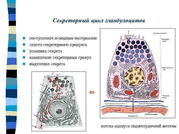 Секреторный цикл гландулоцитов n n n поступление исходных материалов синтез секреторного продукта упаковка секрета